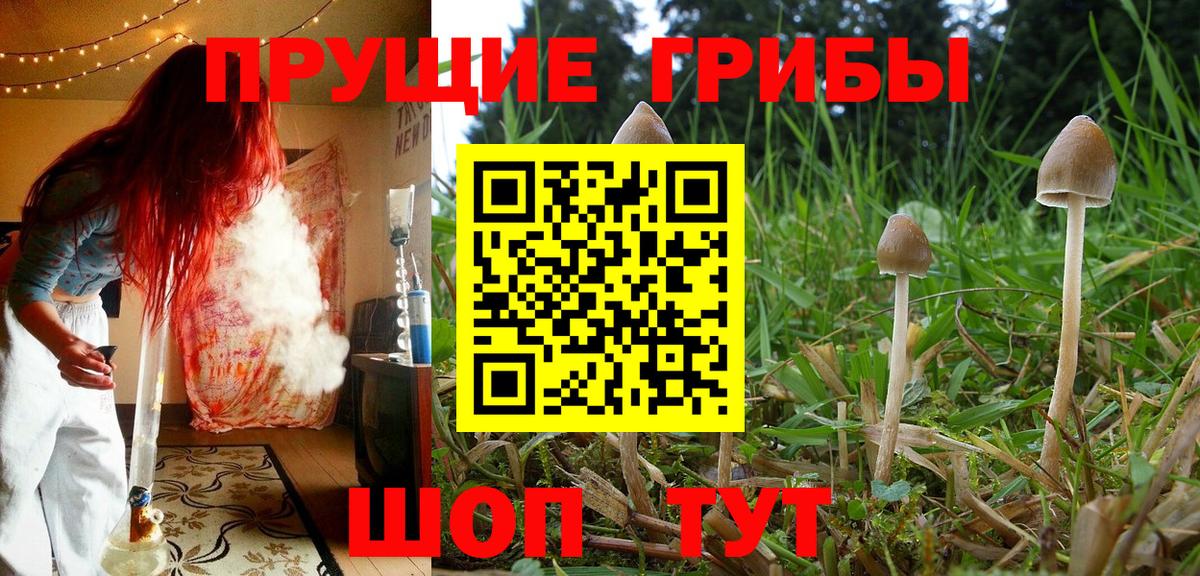 Кемерово  Псилоцибиновые грибы Cubensis  Вход с VPN 
